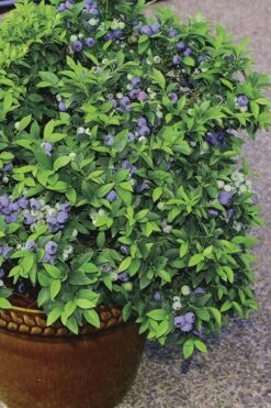 Top Hat Dwarf Blueberry - 1 Gallon Pot -Garden Plants Shop Blueberry Top Hat 2