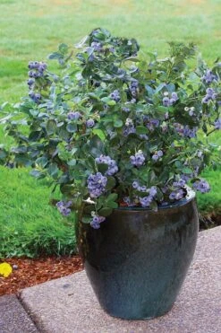 Top Hat Dwarf Blueberry - 1 Gallon Pot -Garden Plants Shop Blueberry Top Hat 3