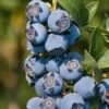 Star Southern Highbush Blueberry - 3 Gallon Pot -Garden Plants Shop Blueverry Southern Highbush Star 500x750 1