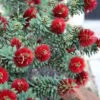 Little John Dwarf Red Bottlebrush (Callistemon Citinus) - 1 Gallon Pot -Garden Plants Shop Bottlebrush Little John 3