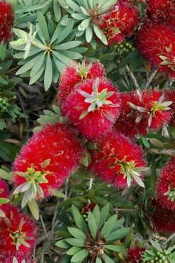 Little John Dwarf Red Bottlebrush (Callistemon Citinus) - 1 Gallon Pot -Garden Plants Shop Bottlebrush Little John 4