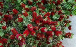 Little John Dwarf Red Bottlebrush (Callistemon Citinus) - 1 Gallon Pot -Garden Plants Shop Bottlebrush Little John 7