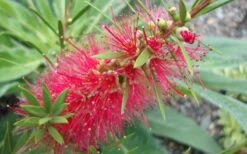 Woodlanders Cold Hardy Red Bottlebrush - Callistemon - 1 Gallon Pot -Garden Plants Shop Bottlebrush Woodlanders Hardy 1