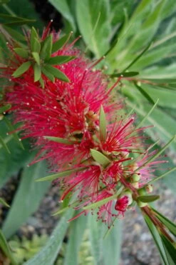 Woodlanders Cold Hardy Red Bottlebrush - Callistemon - 1 Gallon Pot -Garden Plants Shop Bottlebrush Woodlanders Hardy Red 20