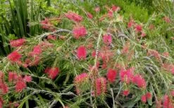 Woodlanders Cold Hardy Red Bottlebrush - Callistemon - 3 Gallon Pot -Garden Plants Shop Bottlebrush Woodlanders Hardy Red 22 1