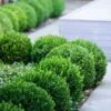 Baby Gem Boxwood - 1 Gallon Pot -Garden Plants Shop Boxwood Baby Gem 500x750 1
