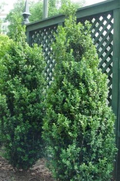 Dee Runk Columnar Boxwood - 2 Gallon Pot -Garden Plants Shop Boxwood Dee Runk 2 500x750 3