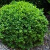 Dwarf English Boxwood - 1 Gallon Pot -Garden Plants Shop Boxwood Dwarf English 1 1