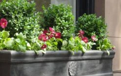 Dwarf English Boxwood - 2 Gallon Pot -Garden Plants Shop Boxwood Dwarf English 2