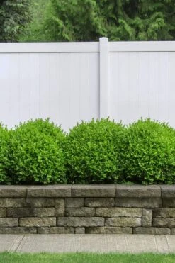 Dwarf English Boxwood - 1 Gallon Pot -Garden Plants Shop Boxwood Dwarf English 3 1