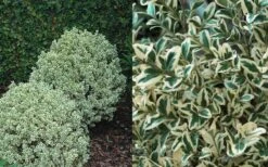 Dwarf Variegated Boxwood - 6 Pack Of 1 Gallon Pots -Garden Plants Shop Boxwood Dwarf Variegated 50