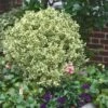 Dwarf Variegated Boxwood - 3 Gallon Pot -Garden Plants Shop Boxwood Dwarf Variegated 500x750 5