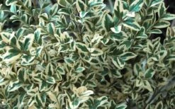Dwarf Variegated Boxwood - 2 Gallon Pot -Garden Plants Shop Boxwood Dwarf Variegated 51 1