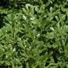Franklins Gem Dwarf Boxwood - 1 Gallon Pot -Garden Plants Shop Boxwood Franklins Dwarf BS