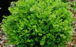 Franklins Gem Dwarf Boxwood - 3 Gallon Pot -Garden Plants Shop Boxwood Franklins Gem 1
