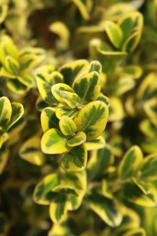 Golden Triumph Variegated Dwarf Boxwood - 6 Pack Of 1 Gallon Pots 8 Golden Triumph Variegated Dwarf Boxwood - 6 Pack Of 1 Gallon Pots - Image 6