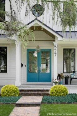 Golden Triumph Variegated Dwarf Boxwood - 3 Gallon Pot -Garden Plants Shop Boxwood Golden Triumph 7 1