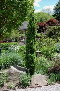 Graham Blandy Columnar Boxwood - 6 Pack Of 1 Gallon Pots -Garden Plants Shop Boxwood Graham Blandy 2