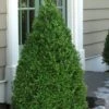 Green Mountain Boxwood - 3 Gallon Pot -Garden Plants Shop Boxwood Green Mountain 11 4