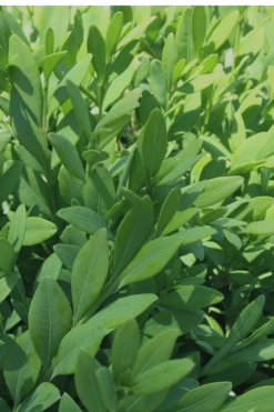 Green Mountain Boxwood - 5 Gallon Pot -Garden Plants Shop Boxwood Green Mountain 12 3