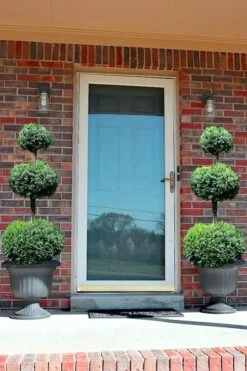 Common Boxwood 3-Ball Poodle Tier Topiary (Buxus Sempervirens) - 5 Gallon Pot 9 Common Boxwood 3-Ball Poodle Tier Topiary (Buxus Sempervirens) - 5 Gallon Pot -Garden Plants Shop Boxwood Green Mountain 3 Ball Poodle Tier 3