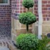 Common Boxwood 3-Ball Poodle Tier Topiary (Buxus Sempervirens) - 5 Gallon Pot 2 Common Boxwood 3-Ball Poodle Tier Topiary (Buxus Sempervirens) - 5 Gallon Pot -Garden Plants Shop Boxwood Green Mountain 3 Ball Poodle Tier 4