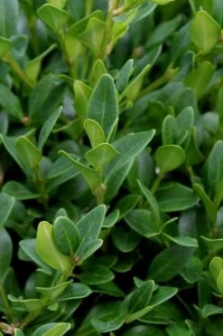 Green Velvet Boxwood - 1 Gallon Pot -Garden Plants Shop Boxwood Green Velvet 1 1