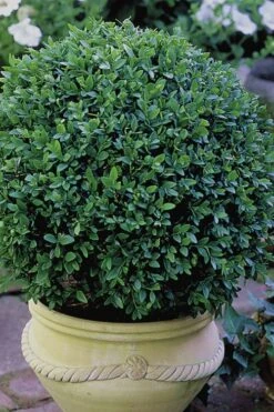 Green Velvet Boxwood - 7 Gallon Pot -Garden Plants Shop Boxwood Green Velvet 3