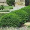 Green Velvet Boxwood - 7 Gallon Pot -Garden Plants Shop Boxwood Green Velvet 8
