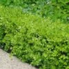 Japanese Boxwood - Buxus Microphylla - 6 Pack Of 1 Gallon Pots
