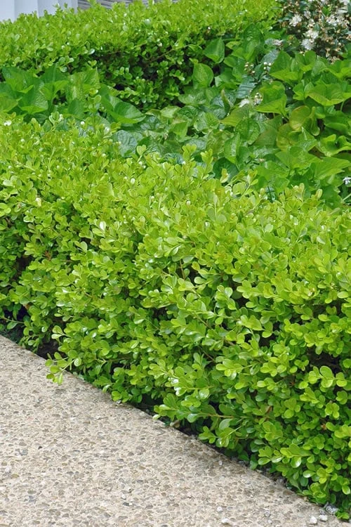 Japanese Boxwood - Buxus Microphylla - 6 Pack Of 1 Gallon Pots 3 Japanese Boxwood - Buxus Microphylla - 6 Pack Of 1 Gallon Pots