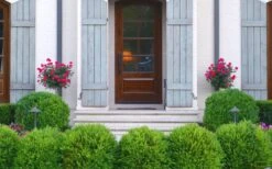 Japanese Boxwood - Buxus Microphylla - 6 Pack Of 1 Gallon Pots 14 Japanese Boxwood - Buxus Microphylla - 6 Pack Of 1 Gallon Pots -Garden Plants Shop Boxwood Japanese Entryway 1