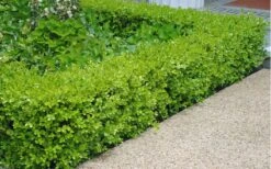 Japanese Boxwood (Buxus Microphylla) - 7 Gallon Pot -Garden Plants Shop Boxwood Japanese Hedge 2 2