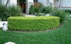 Japanese Boxwood - Buxus Microphylla - 1 Gallon Pot -Garden Plants Shop Boxwood Japanese Hedge