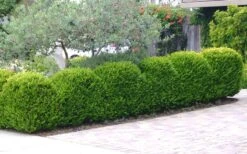 Japanese Boxwood (Buxus Microphylla) - 7 Gallon Pot -Garden Plants Shop Boxwood Japanese Hedge 3 2