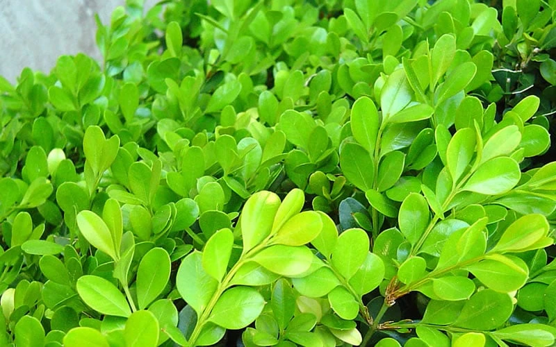 Japanese Boxwood - Buxus Microphylla - 6 Pack Of 1 Gallon Pots 10 Japanese Boxwood - Buxus Microphylla - 6 Pack Of 1 Gallon Pots - Image 8