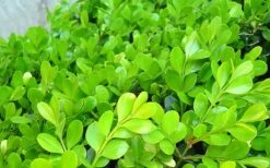 Japanese Boxwood - Buxus Microphylla - 1 Gallon Pot -Garden Plants Shop Boxwood Japanese Leaves Closeup