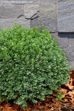 Korean Dwarf Boxwood - Buxus Sinica Var. Insularis 'Nana' - 1 Gallon Pot 13 Korean Dwarf Boxwood - Buxus Sinica Var. Insularis 'Nana' - 1 Gallon Pot -Garden Plants Shop Boxwood Korean Dwarf Insularis Nana 1 1