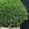Korean Dwarf Boxwood - Buxus Sinica Var. Insularis 'Nana' - 6 Pack Of 1 Gallon Pots -Garden Plants Shop Boxwood Korean Dwarf Insularis Nana 5