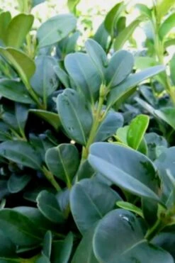 Shadow Sentry Pyramidal Boxwood - 3 Gallon Pot -Garden Plants Shop Boxwood Shadow Sentry 1