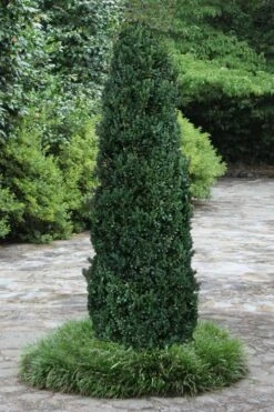 Shadow Sentry Pyramidal Boxwood - 3 Gallon Pot