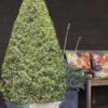 Variegated Boxwood Cone Topiary (Buxus Sempervirens 'Variegata') - 5 Gallon Pot 1 Variegated Boxwood Cone Topiary (Buxus Sempervirens 'Variegata') - 5 Gallon Pot -Garden Plants Shop Boxwood Variegated Cone 10 1