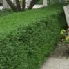 Wintergreen Boxwood - 3 Gallon Pot -Garden Plants Shop Boxwood Wintergreen 10 2