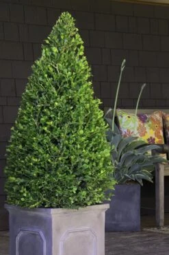 Wintergreen Boxwood - 6 Pack Of 1 Gallon Pots -Garden Plants Shop Boxwood Wintergreen 11