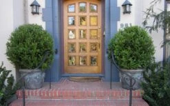 Wintergreen Boxwood - 3 Gallon Pot -Garden Plants Shop Boxwood Wintergreen 12 1