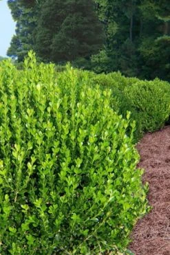 Wintergreen Boxwood - 3 Gallon Pot -Garden Plants Shop Boxwood Wintergreen 500x750 2