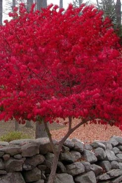 Burning Bush Tree (Single Trunk) - 3 Gallon Pot -Garden Plants Shop Burning Bush Tree 1