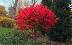 Burning Bush Tree (Single Trunk) - 3 Gallon Pot -Garden Plants Shop Burning Bush Tree 2