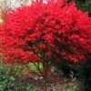 Burning Bush Tree (Single Trunk) - 3 Gallon Pot -Garden Plants Shop Burning Bush Tree 6