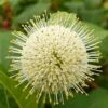 Fiber Optics Buttonbush (Cephalanthus Occidentalis 'Bailoptics') - 3 Gallon Pot